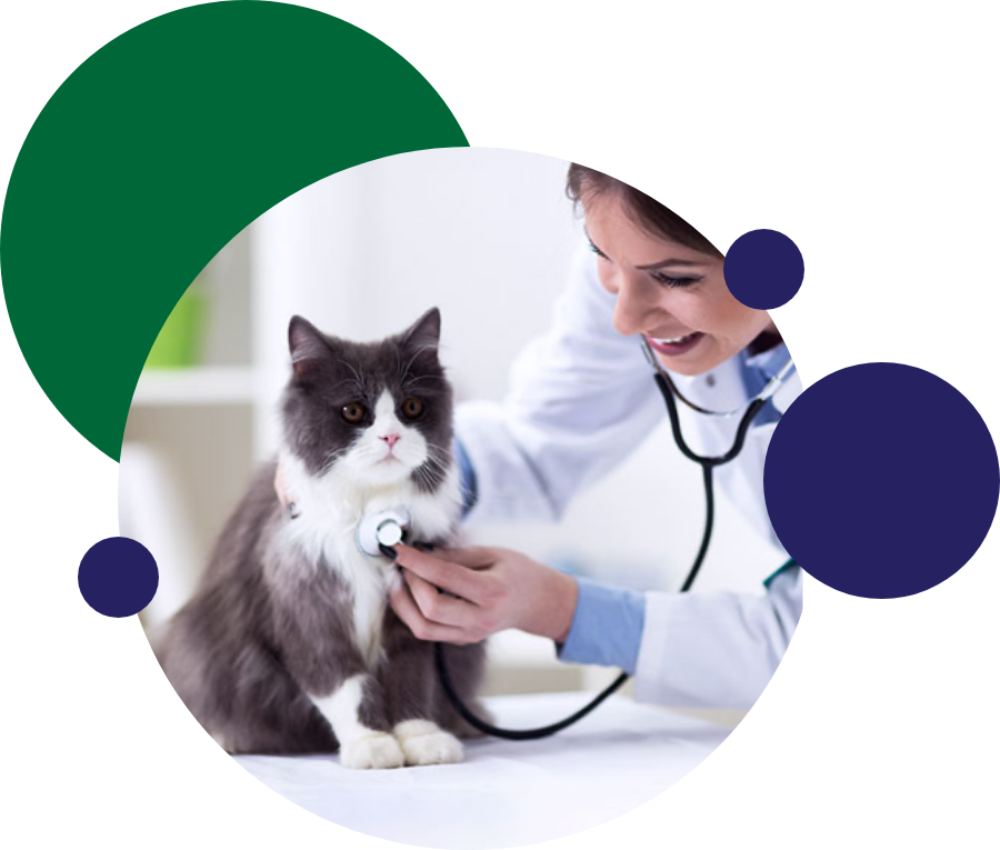 Veterinary Clinic Coquitlam | Animal Hospital Port Coquitlam, Maple Ridge -  Riverwood Vet Clinic