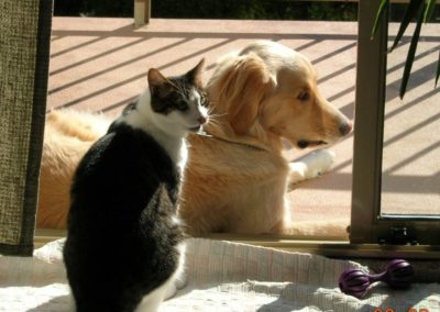 golden retriever and a cat