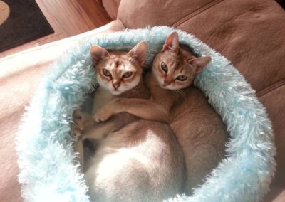 two cats snuggling